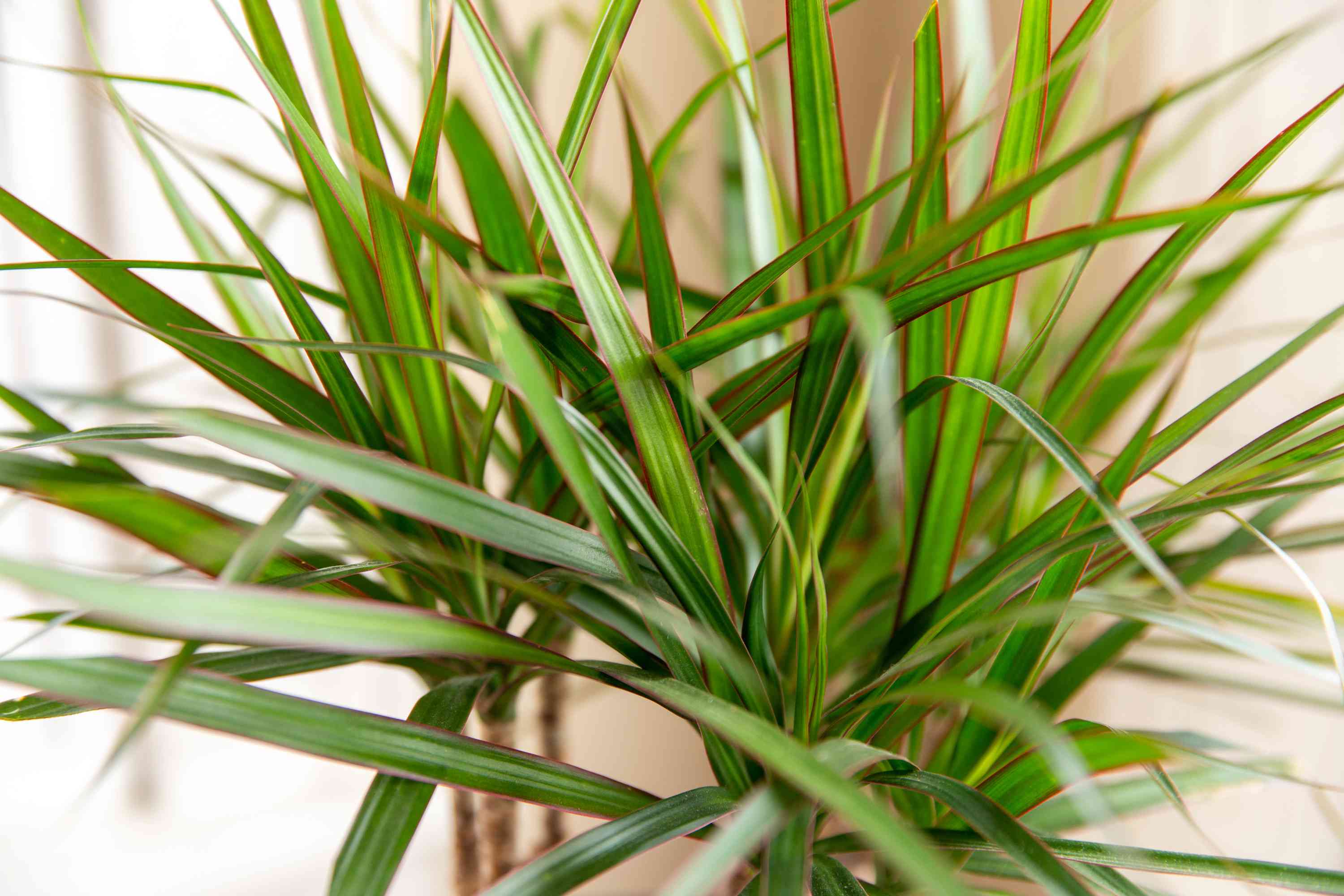 10 Houseplants That Generate Oxygen And Clear The Air In The Home - 77