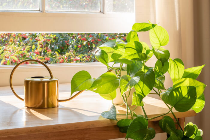 10 Houseplants That Generate Oxygen And Clear The Air In The Home - 79
