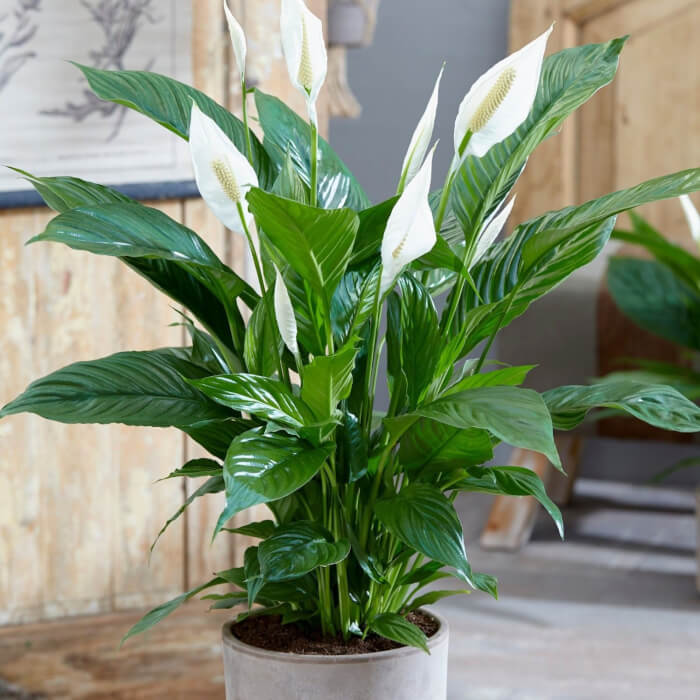 10 Houseplants That Generate Oxygen And Clear The Air In The Home - 81