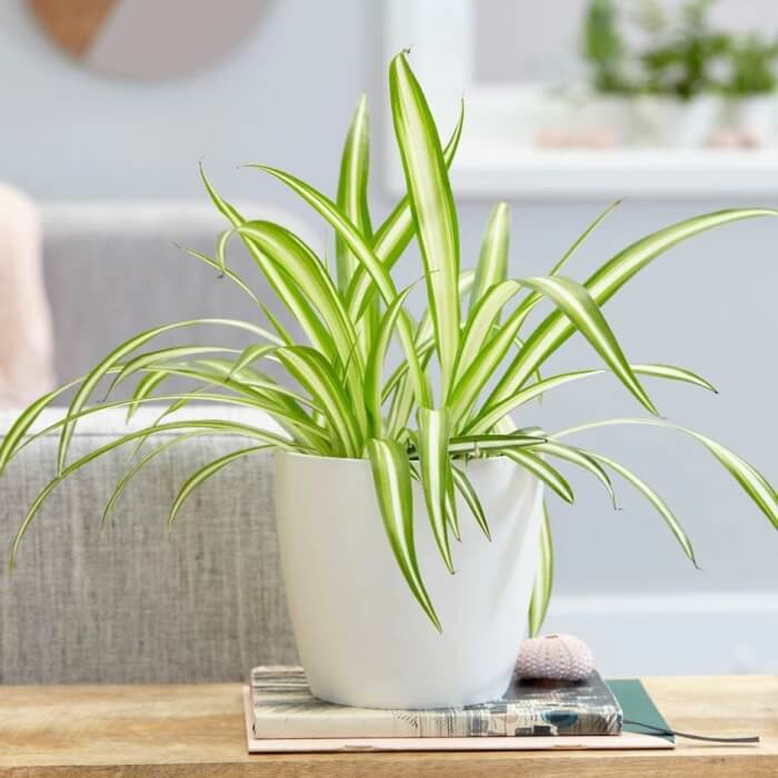 10 Houseplants That Generate Oxygen And Clear The Air In The Home - 83