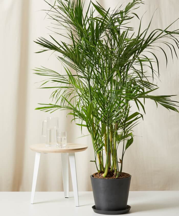 10 Houseplants That Generate Oxygen And Clear The Air In The Home - 85