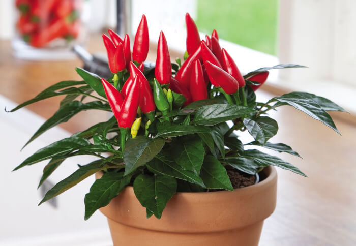 11 Houseplants That Are Good For Health - 75