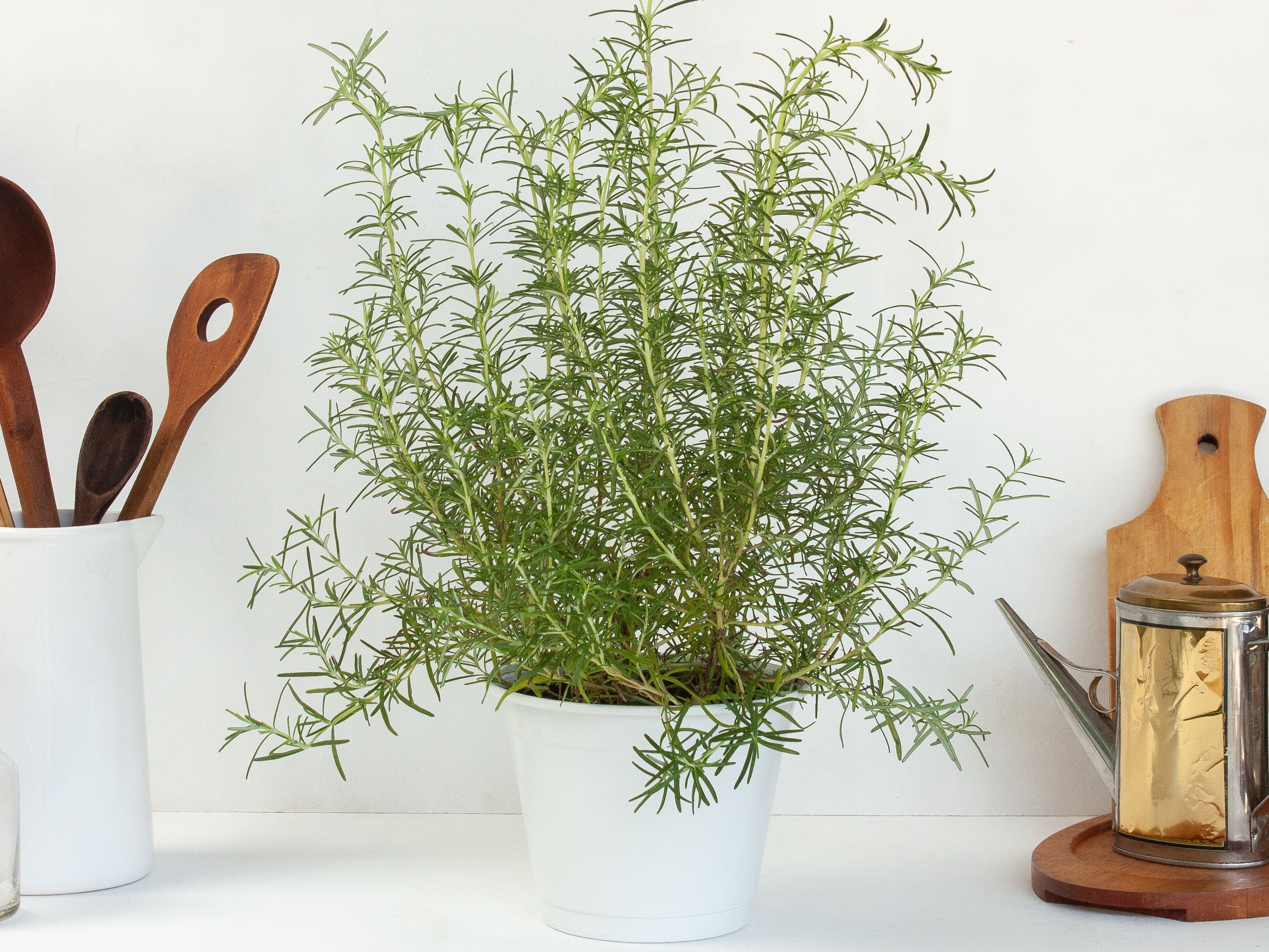 11 Houseplants That Are Good For Health - 79