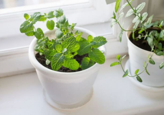 11 Houseplants That Are Good For Health - 81