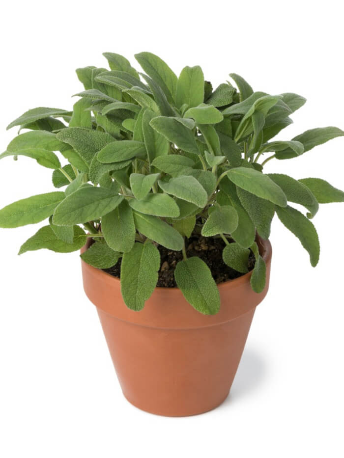 11 Houseplants That Are Good For Health - 83