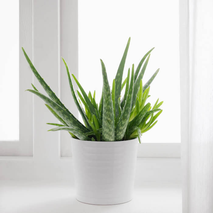 11 Houseplants That Are Good For Health - 87