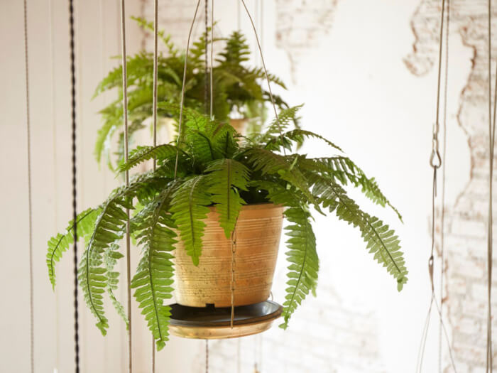 11 Houseplants That Are Good For Health - 93