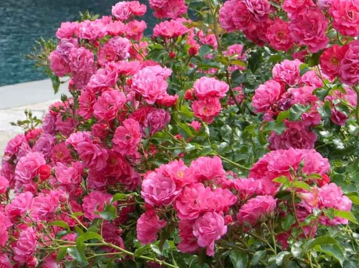 17 Best Stunning Rose Varieties To Grow In The Garden