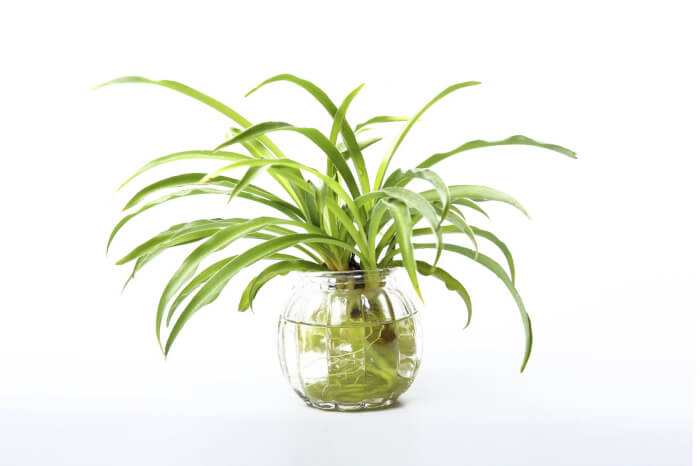 19 Plants That Can Grow Well In Indoor Water Garden - 123