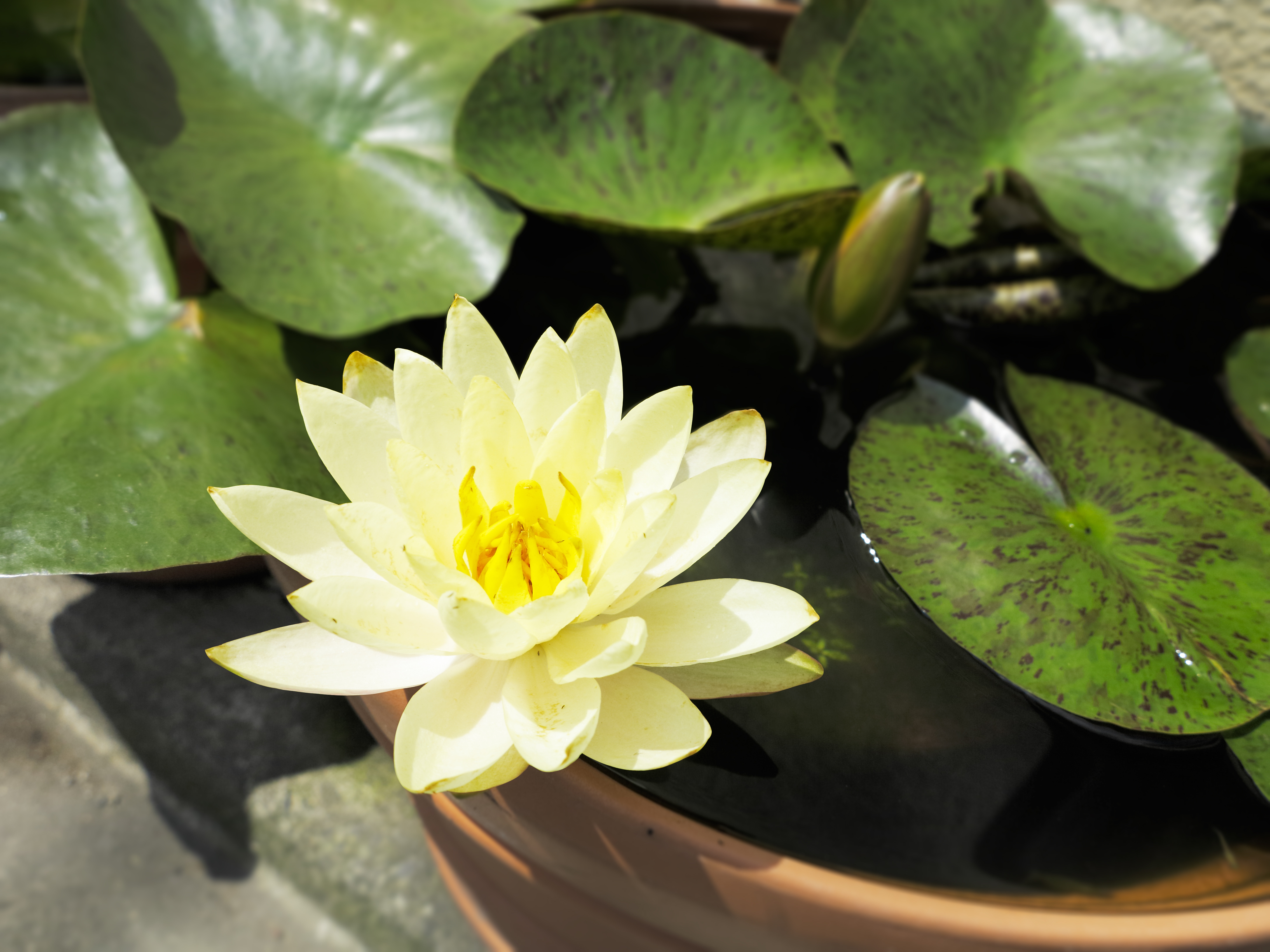 19 Plants That Can Grow Well In Indoor Water Garden - 125