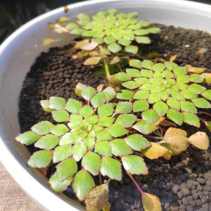 19 Plants That Can Grow Well In Indoor Water Garden - 139