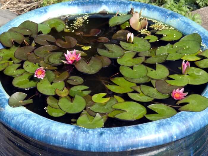 19 Plants That Can Grow Well In Indoor Water Garden - 145