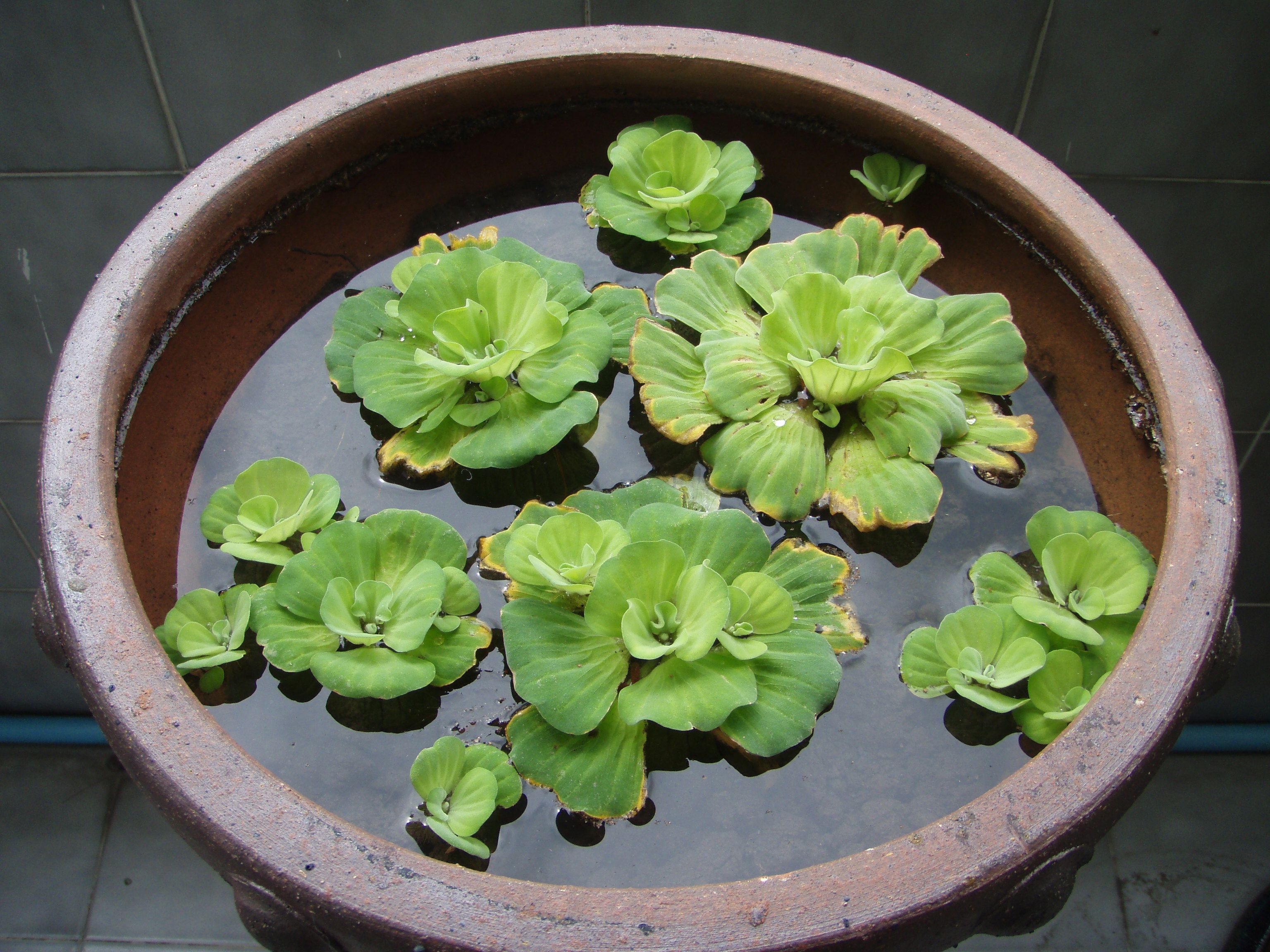 19 Plants That Can Grow Well In Indoor Water Garden - 149