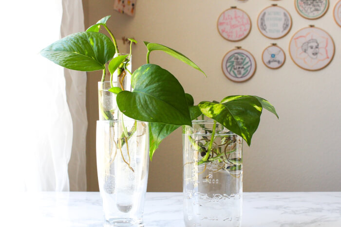 19 Plants That Can Grow Well In Indoor Water Garden - 153