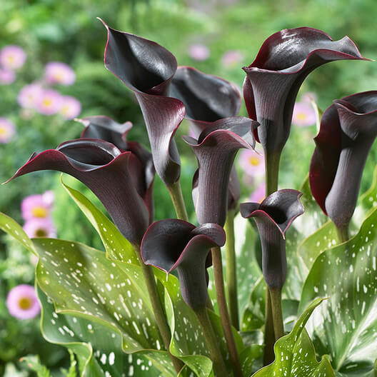 15 Beautiful Black Perennial Flowers To Grow In The Garden