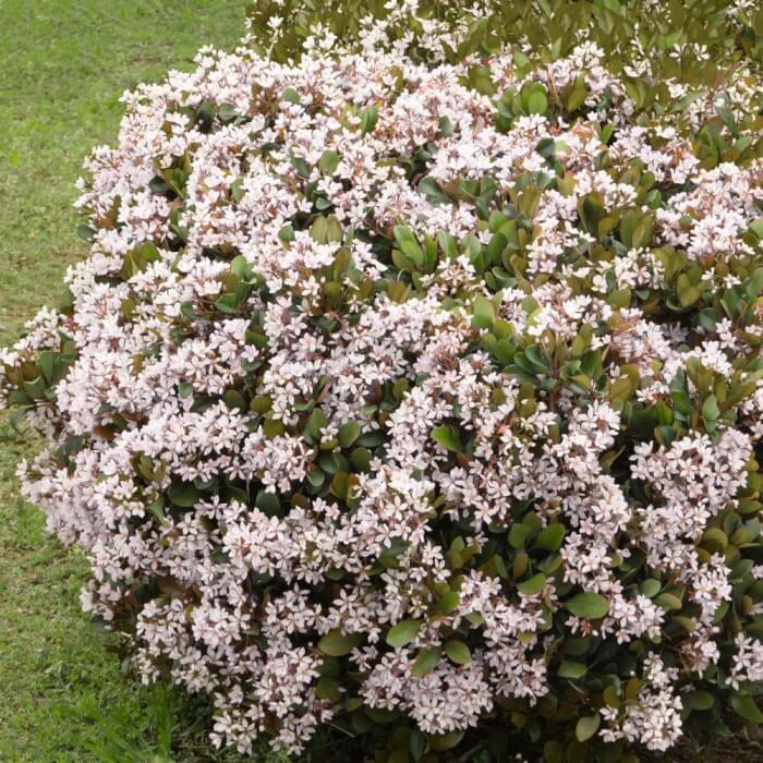 15 Best Plants To Grow For Hedges