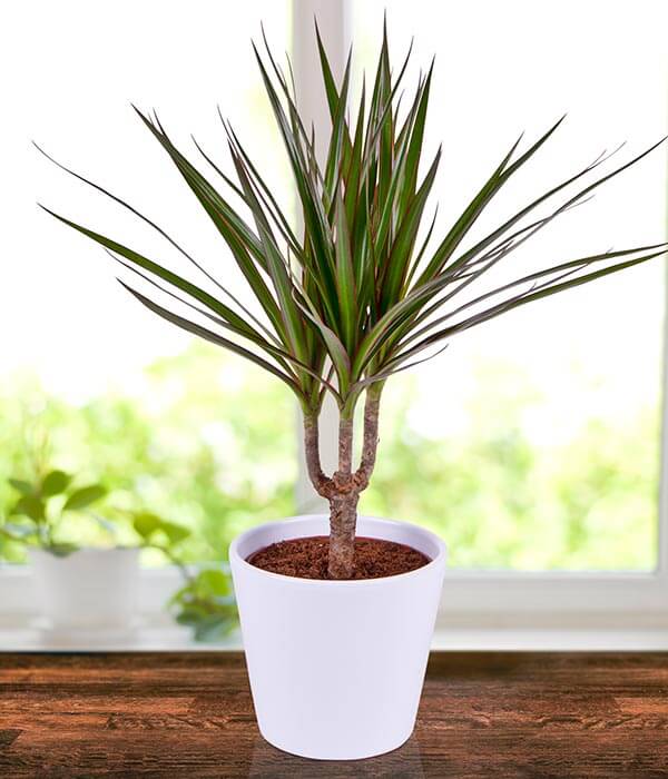 20 Air Purifier Houseplants You Should Grow In The Home - 127