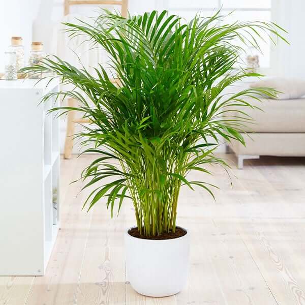 20 Air Purifier Houseplants You Should Grow In The Home - 131