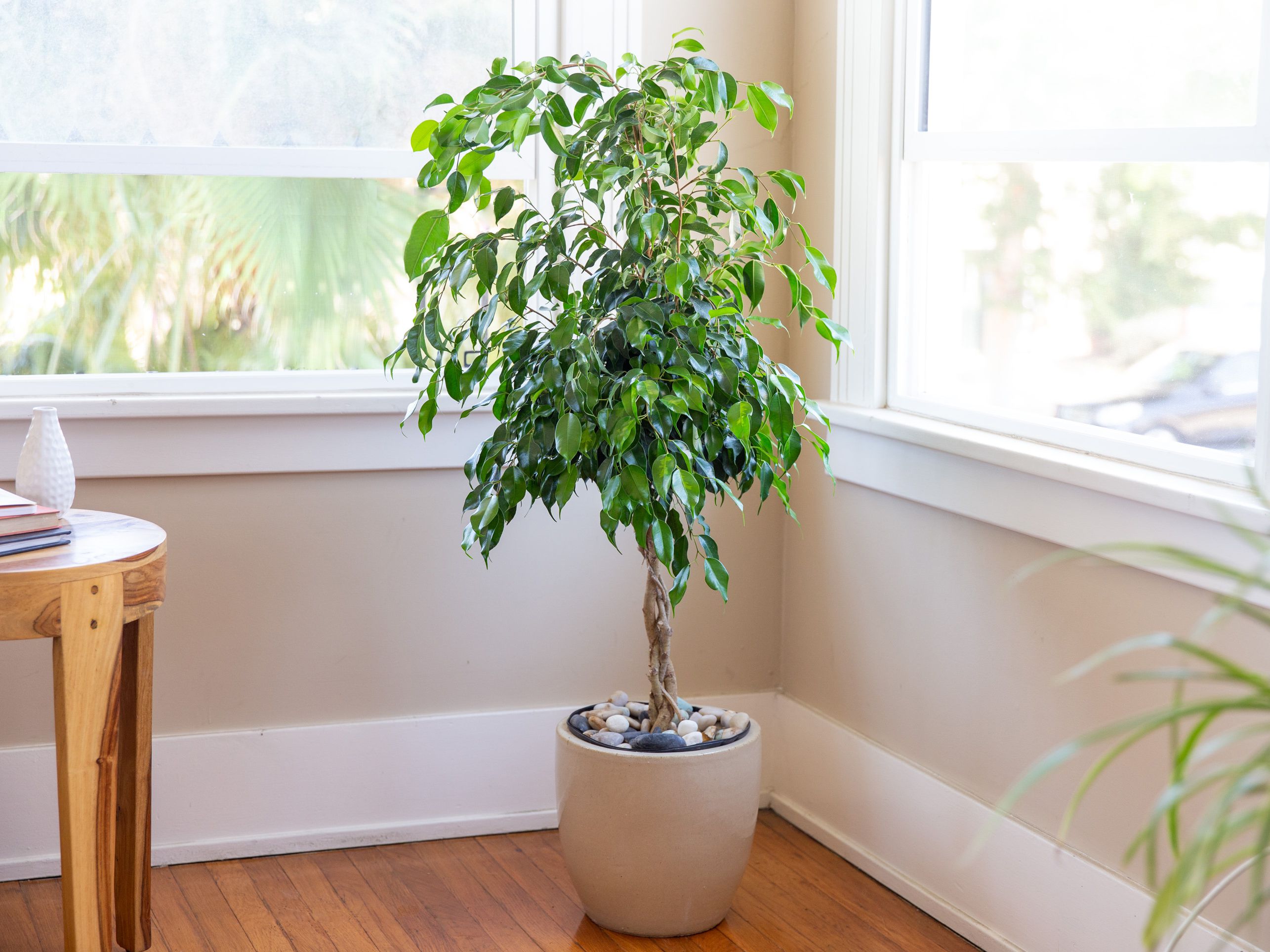 20 Air Purifier Houseplants You Should Grow In The Home - 133