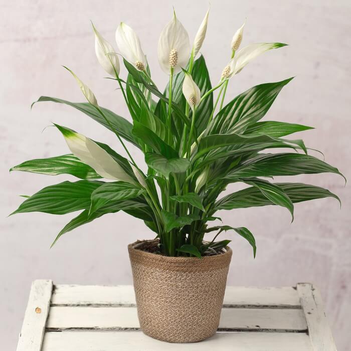 20 Air Purifier Houseplants You Should Grow In The Home - 135