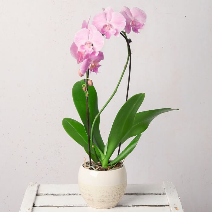 20 Air Purifier Houseplants You Should Grow In The Home - 137