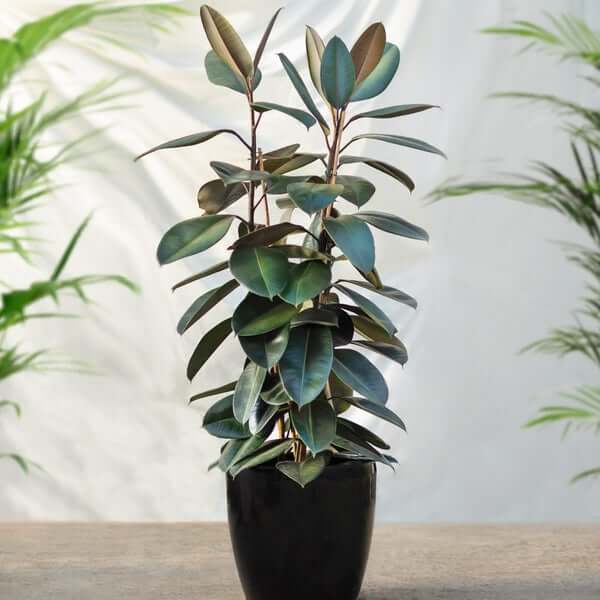 20 Air Purifier Houseplants You Should Grow In The Home - 143