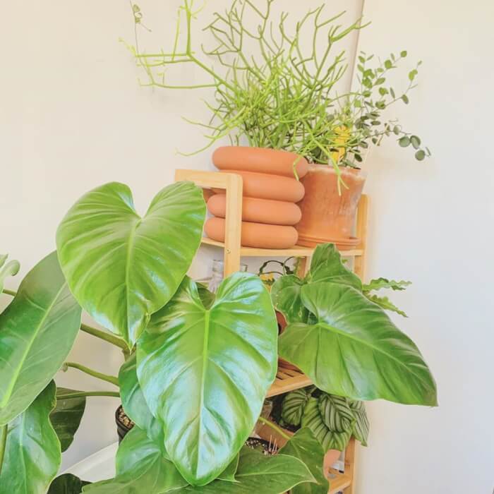 20 Air Purifier Houseplants You Should Grow In The Home - 149