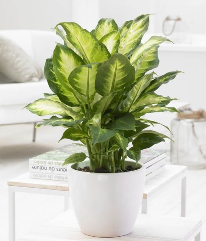 20 Air Purifier Houseplants You Should Grow In The Home - 151