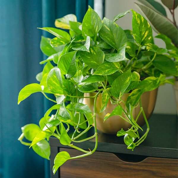 20 Air Purifier Houseplants You Should Grow In The Home - 153