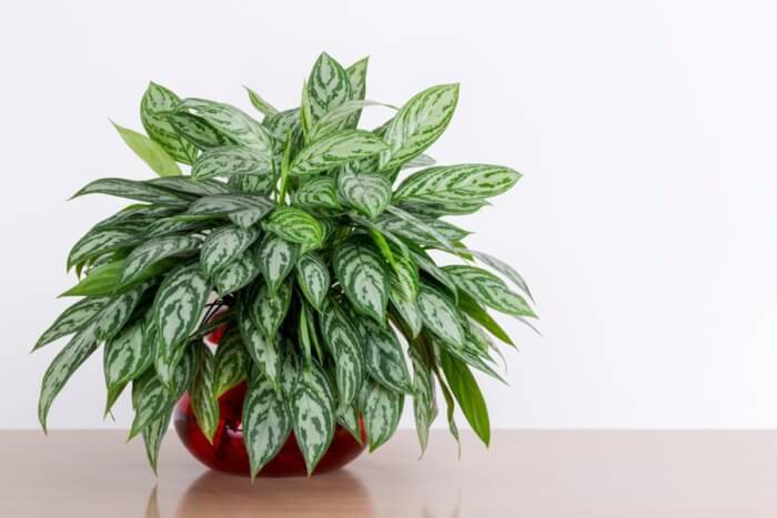20 Air Purifier Houseplants You Should Grow In The Home - 157