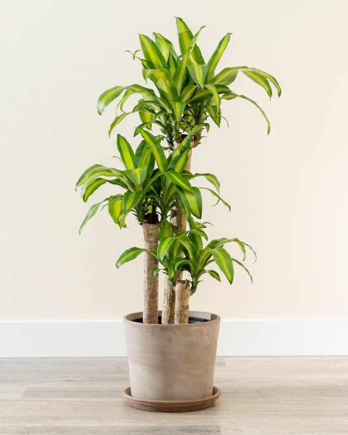 20 Air Purifier Houseplants You Should Grow In The Home - 159
