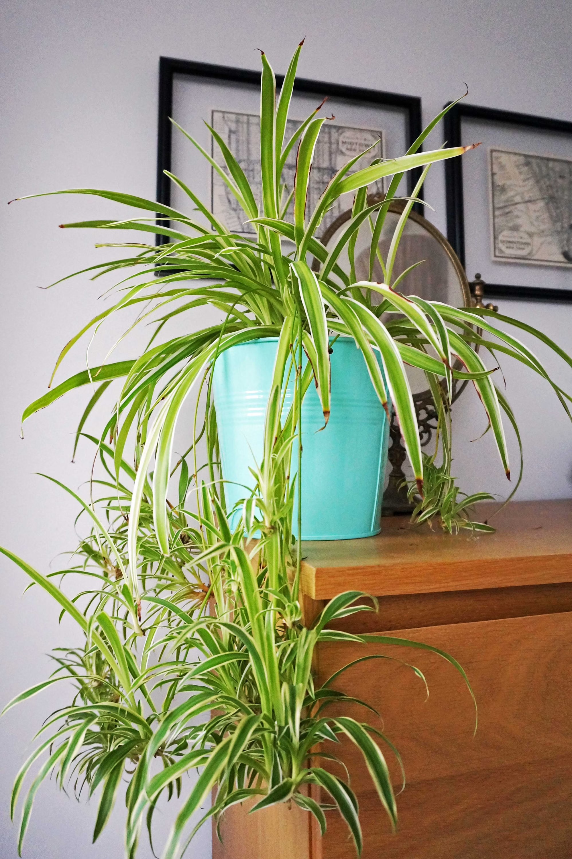 20 Air Purifier Houseplants You Should Grow In The Home - 163