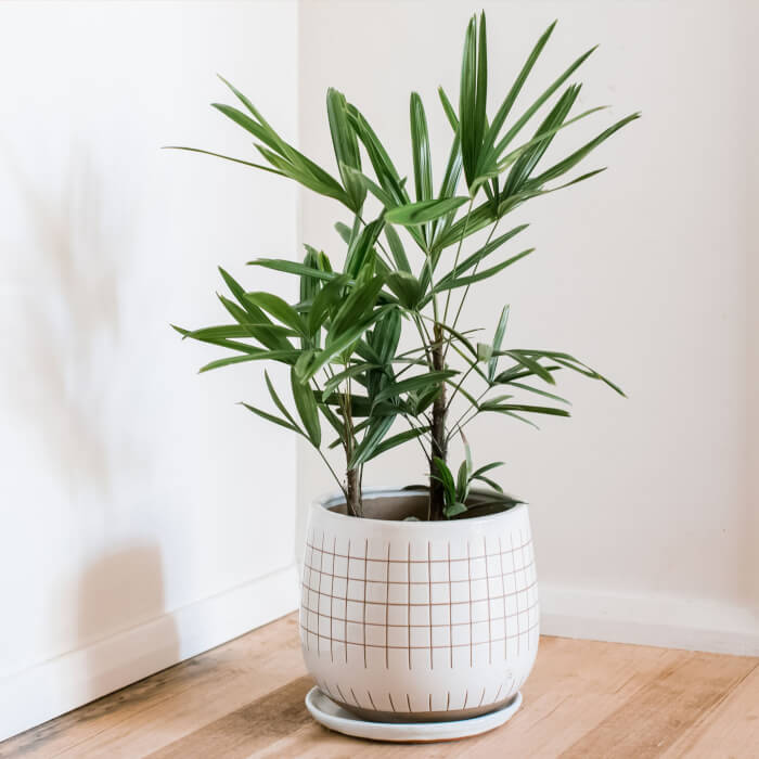 20 Air Purifier Houseplants You Should Grow In The Home - 165