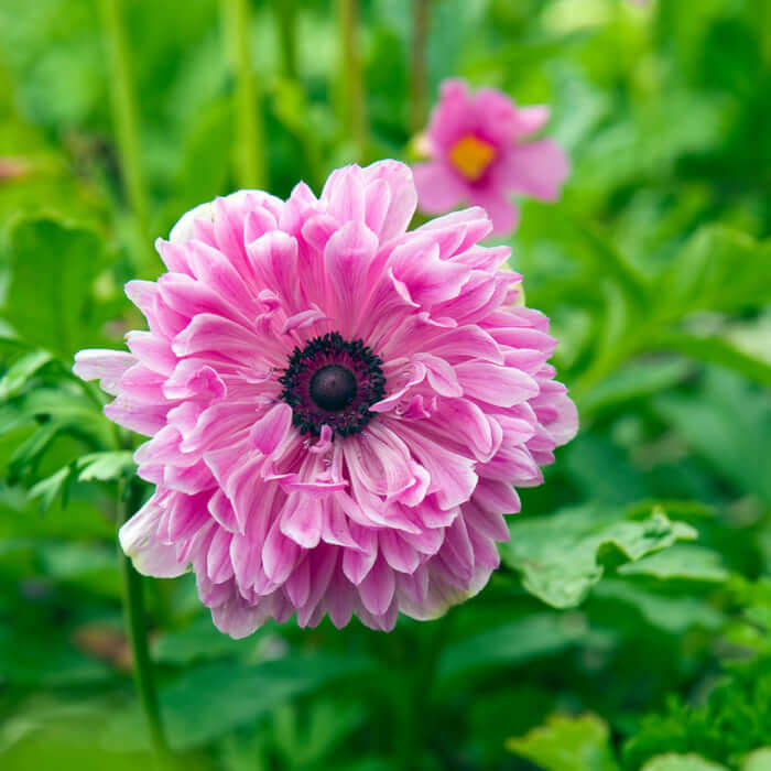 14 Beautiful Windflower Types That You Can Grow For Your Landscape - 89