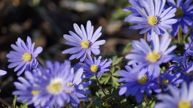 14 Beautiful Windflower Types That You Can Grow For Your Landscape - 91