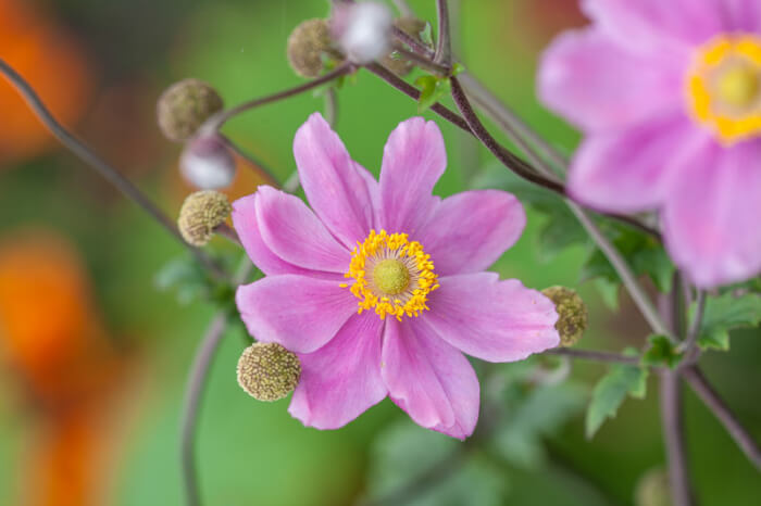 14 Beautiful Windflower Types That You Can Grow For Your Landscape - 97