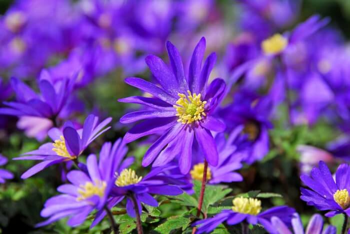 14 Beautiful Windflower Types That You Can Grow For Your Landscape - 99