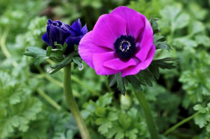 14 Beautiful Windflower Types That You Can Grow For Your Landscape - 103