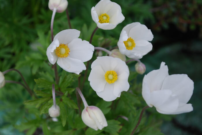 14 Beautiful Windflower Types That You Can Grow For Your Landscape - 105