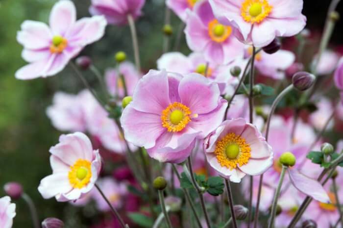 14 Beautiful Windflower Types That You Can Grow For Your Landscape - 107