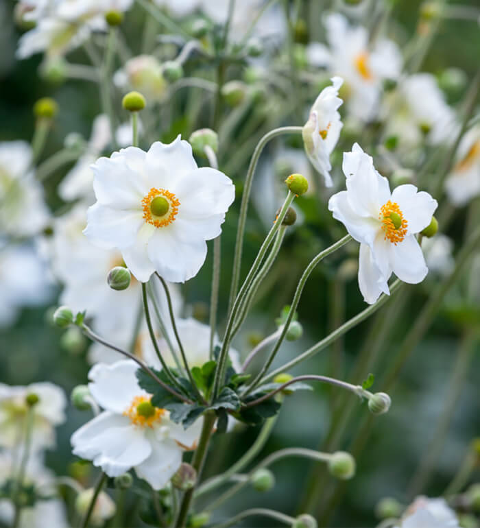 14 Beautiful Windflower Types That You Can Grow For Your Landscape - 109
