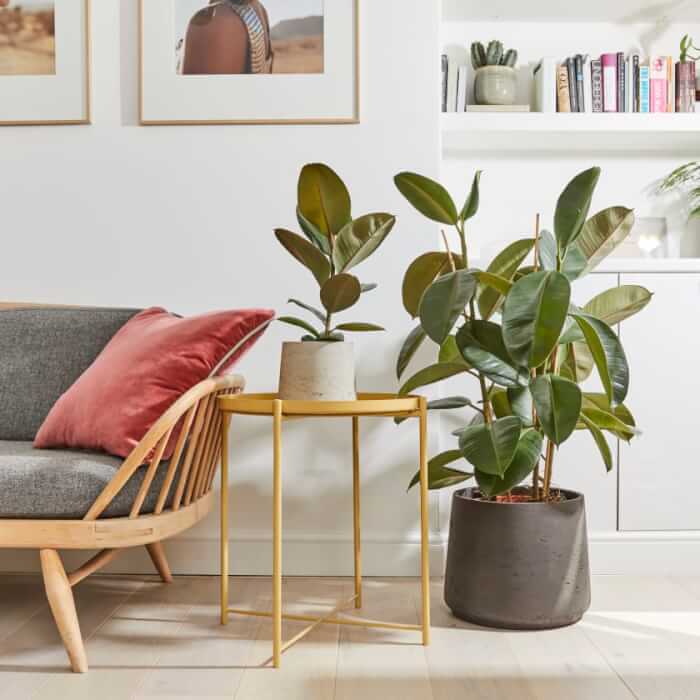8 Beautiful Big Houseplants For The Corners of Your Home - 55
