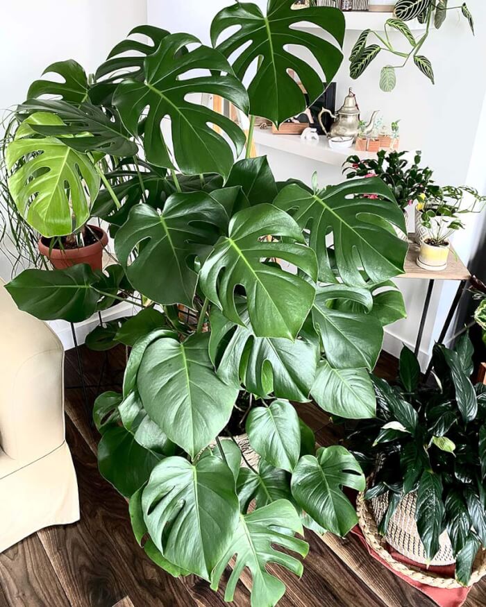 8 Beautiful Big Houseplants For The Corners of Your Home - 57