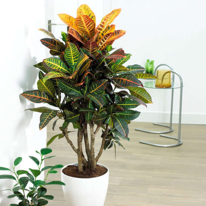 8 Beautiful Big Houseplants For The Corners of Your Home - 61