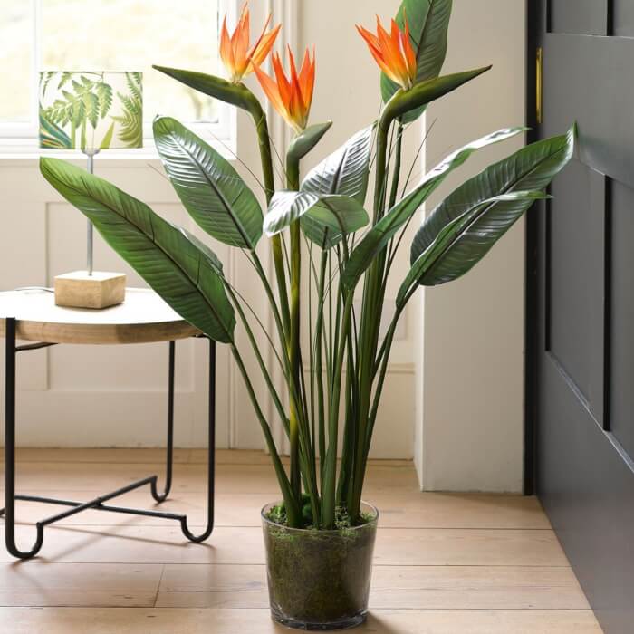8 Beautiful Big Houseplants For The Corners of Your Home - 65