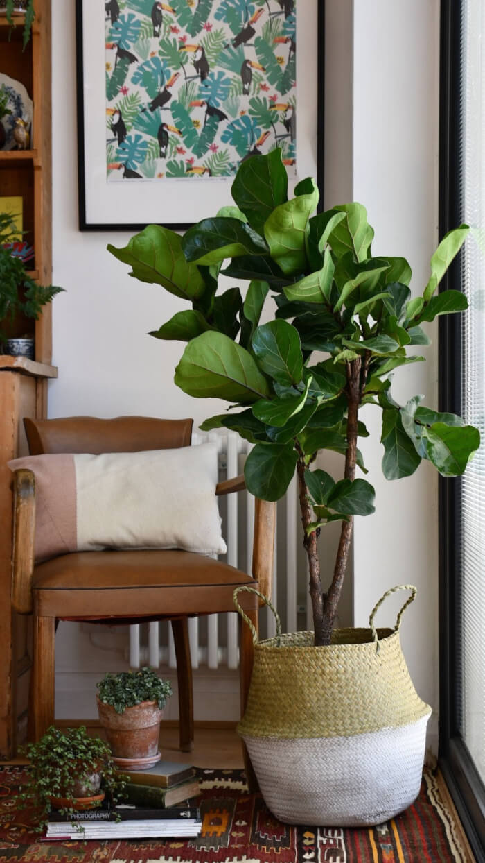 8 Beautiful Big Houseplants For The Corners of Your Home - 67