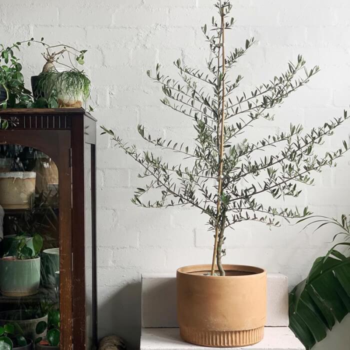 8 Beautiful Big Houseplants For The Corners of Your Home - 69