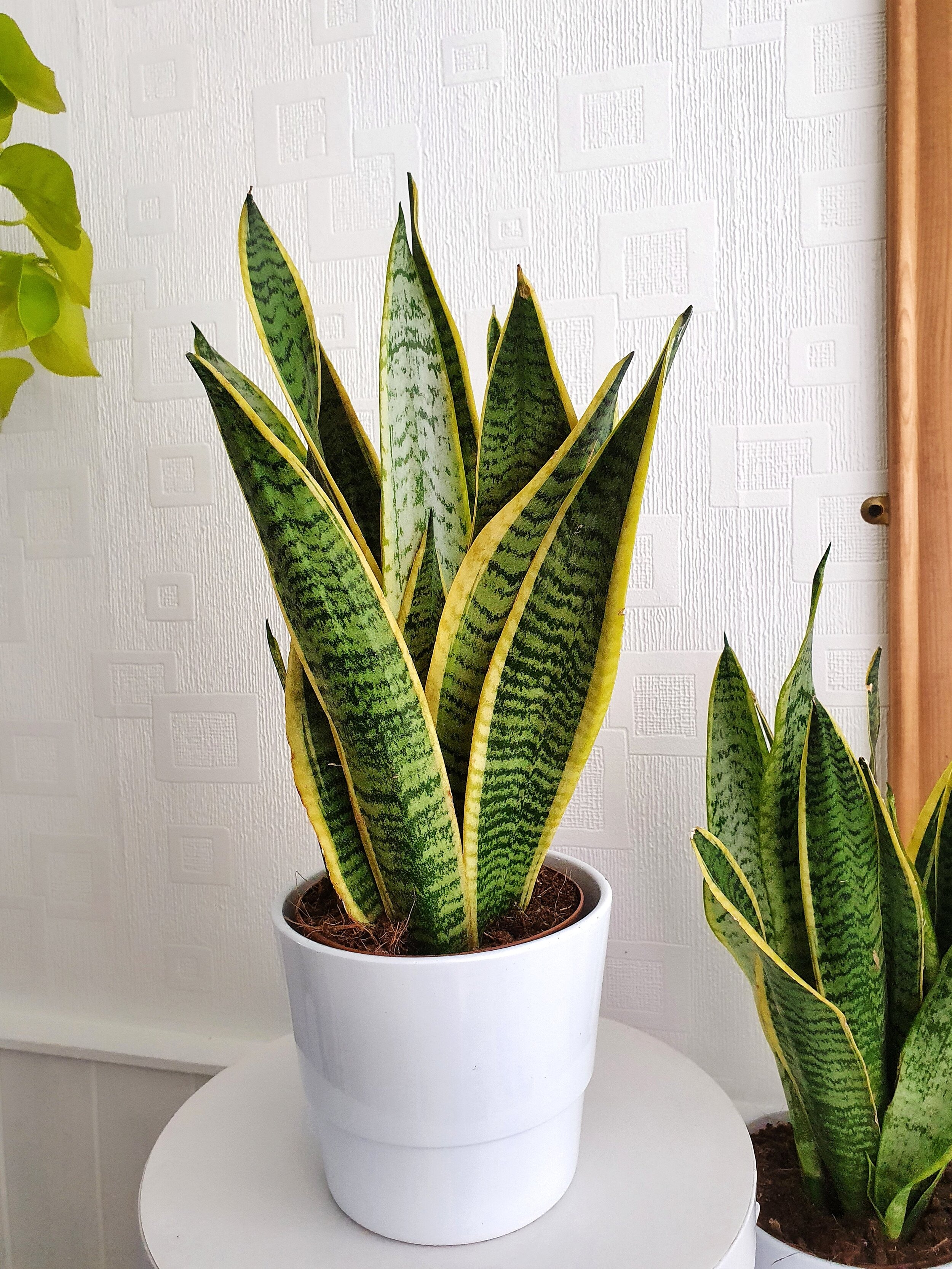 8 Low-maintenance Indoor Plants That Are Suitable For The Forgetful ...