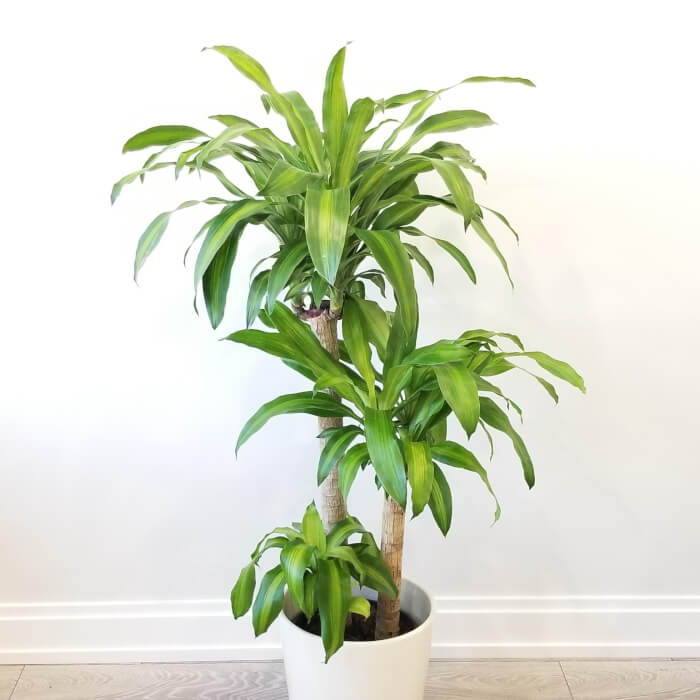 8 Low-maintenance Indoor Plants That Are Suitable For The Forgetful ...