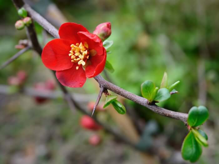 10 Stunning Red Flowering Trees For Your Landscape